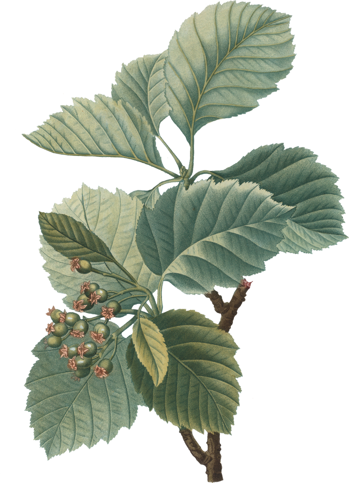 Plant Leaves Illustration