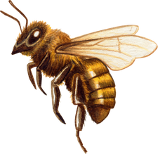 Watercolor Realistic Honey Bee Illustration Cutout